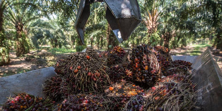Europe’s ban on palm oil might actually hurt the environment