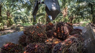 Europe's ban on palm oil might actually hurt the environment