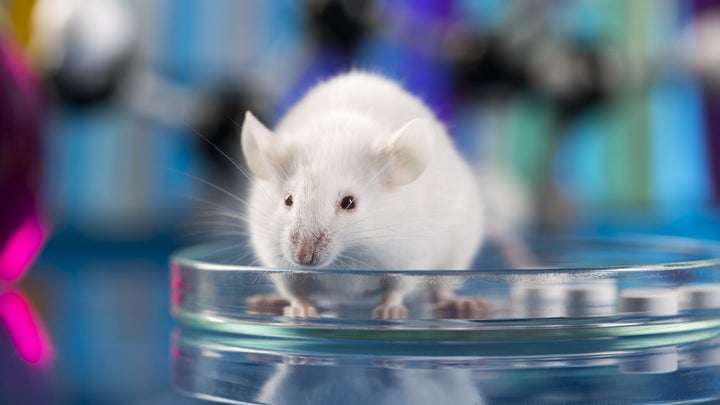 Flickering light seems to help mice with Alzheimer’s-like symptoms