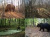 wildlife in Chernobyl Exclusion Zone