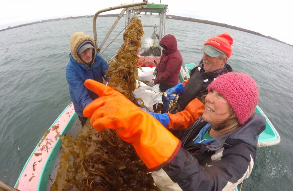 people on a boat looking at kelp