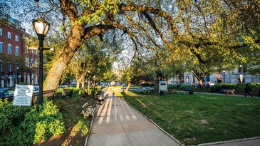 Urban forests are dying. Baltimore shows us how to bring them back.