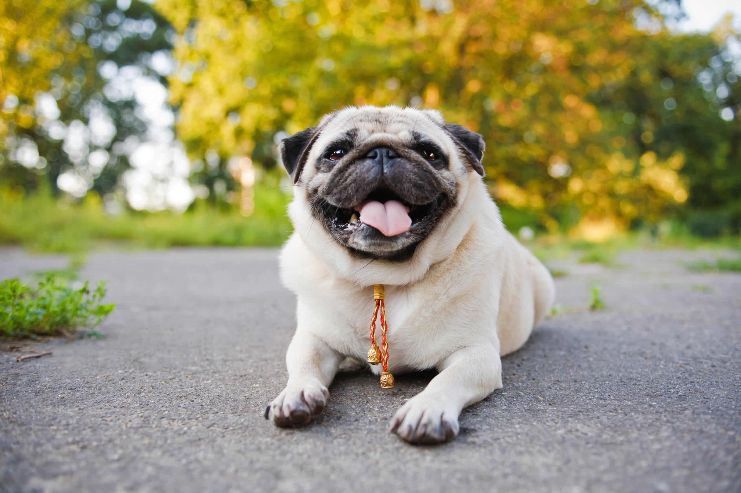 Dog pee on the sidewalk does more than just piss off your neighbors