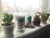 plants by a window