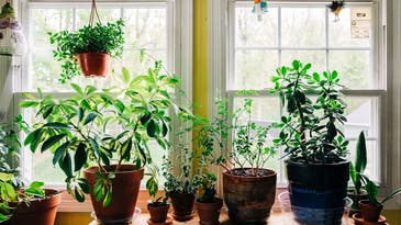Need #plantshelfie inspiration? Here are the best submissions from PopSci readers