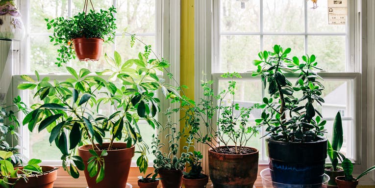 Need #plantshelfie inspiration? Here are the best submissions from PopSci readers