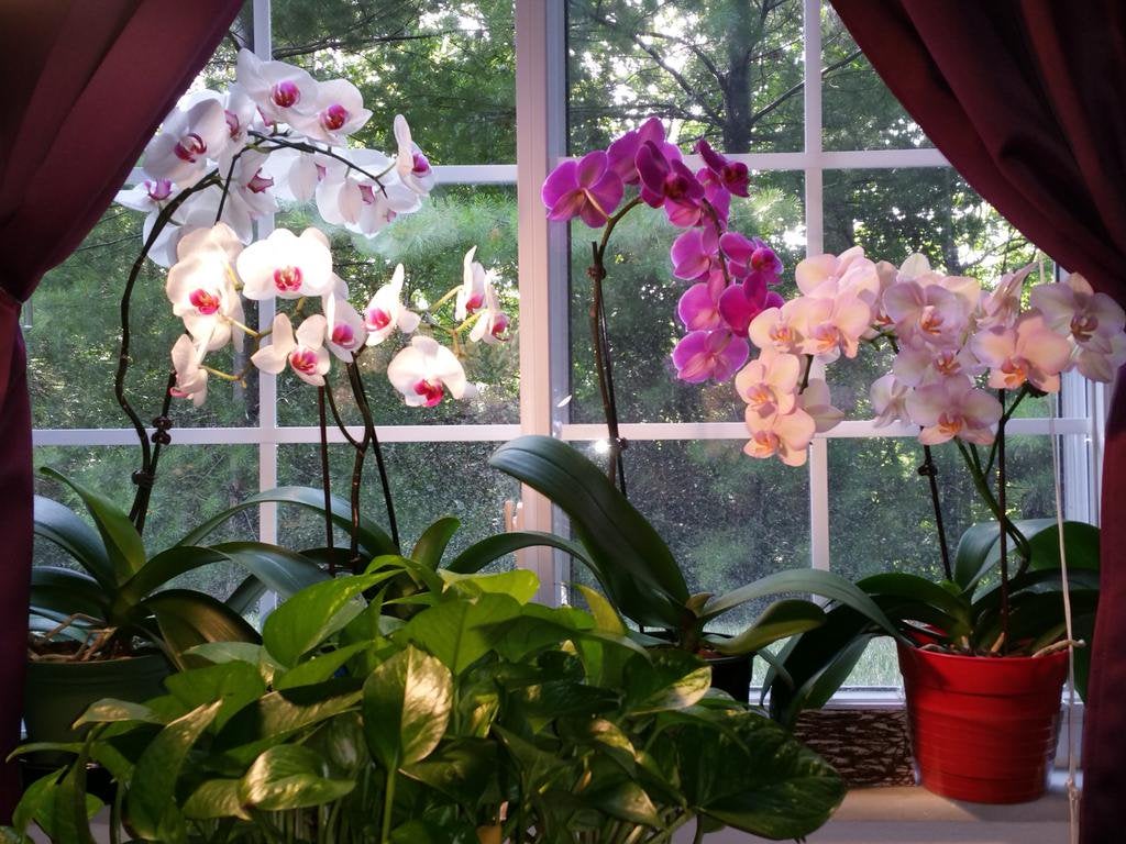 orchids in a window