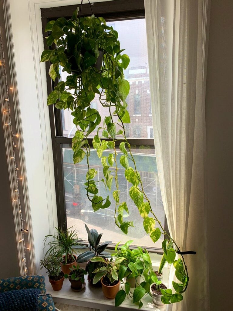 plants by a window