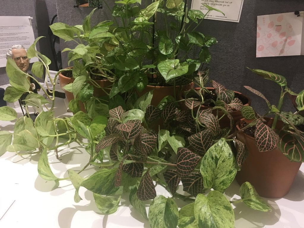 plants on a desk