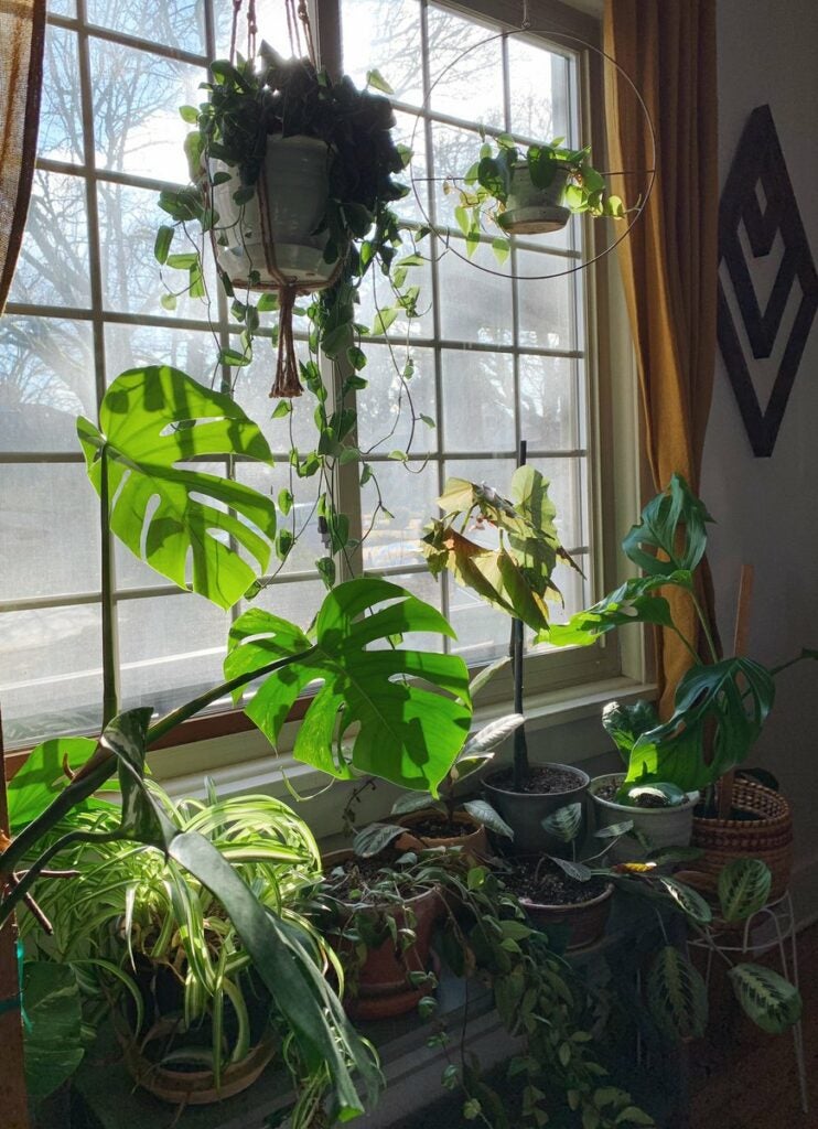 plants on a shelf by a window