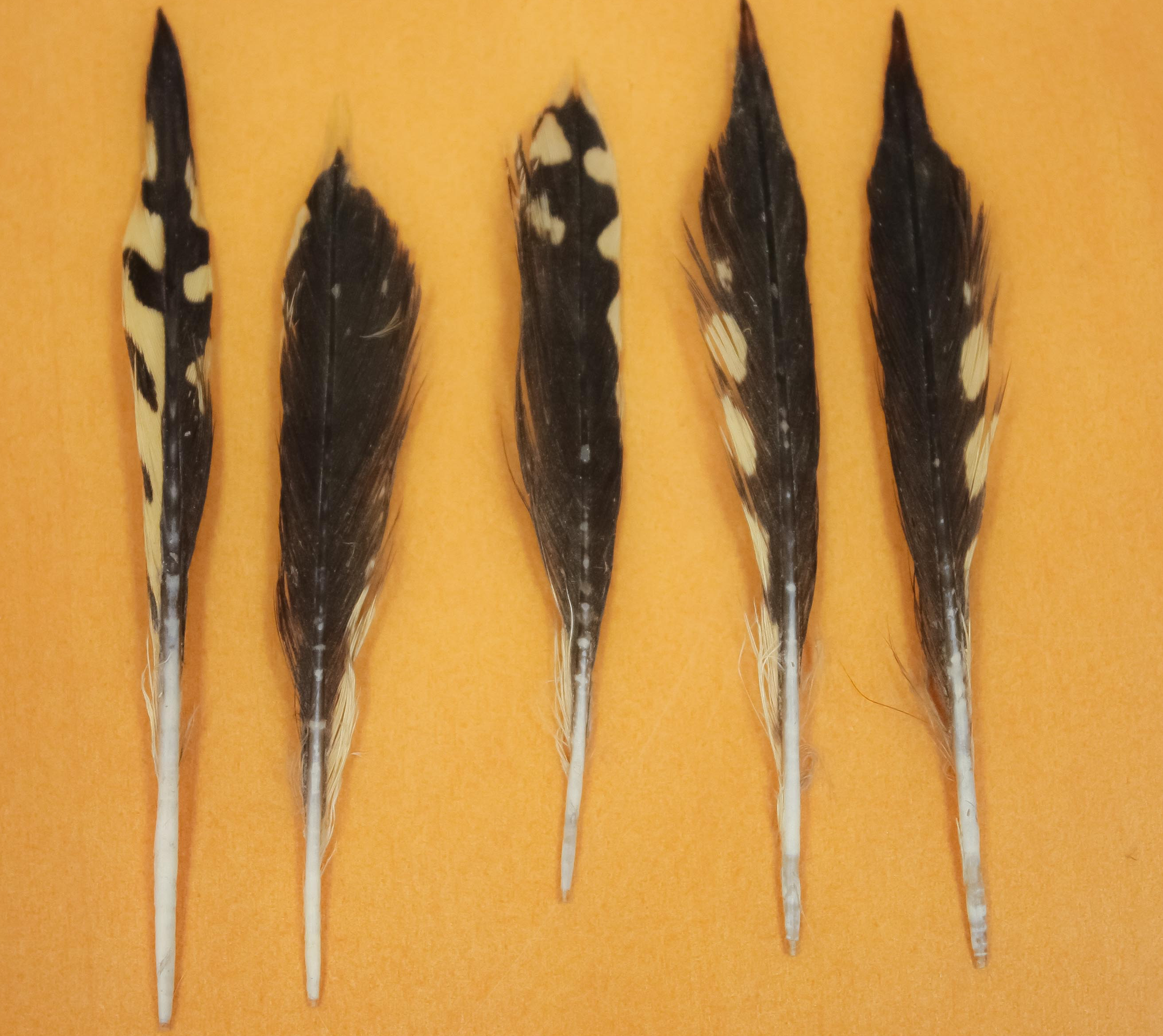 five bird feathers