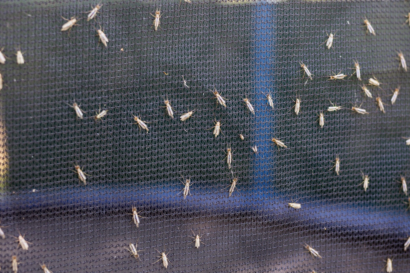 Lot of midges or mosquiotos sitting on balck protective insect screen. Chironomus plumosus.