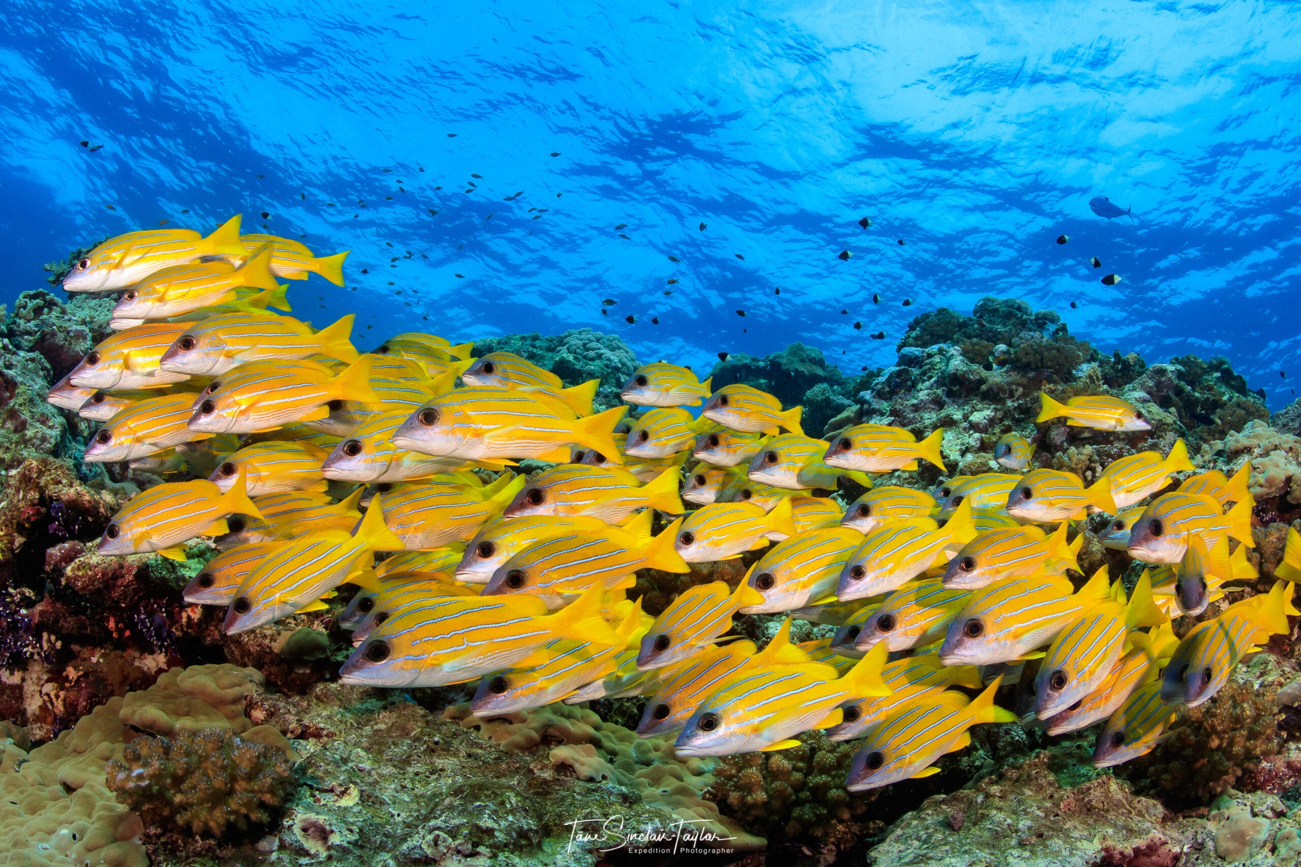 The hidden fish keeping coral reefs alive | Popular Science