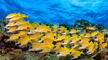 The hidden fish keeping coral reefs alive