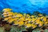 Reef fish gobies ecosystem