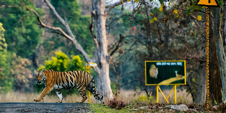 Tigers don’t want to eat humans, but we’re not giving them much choice