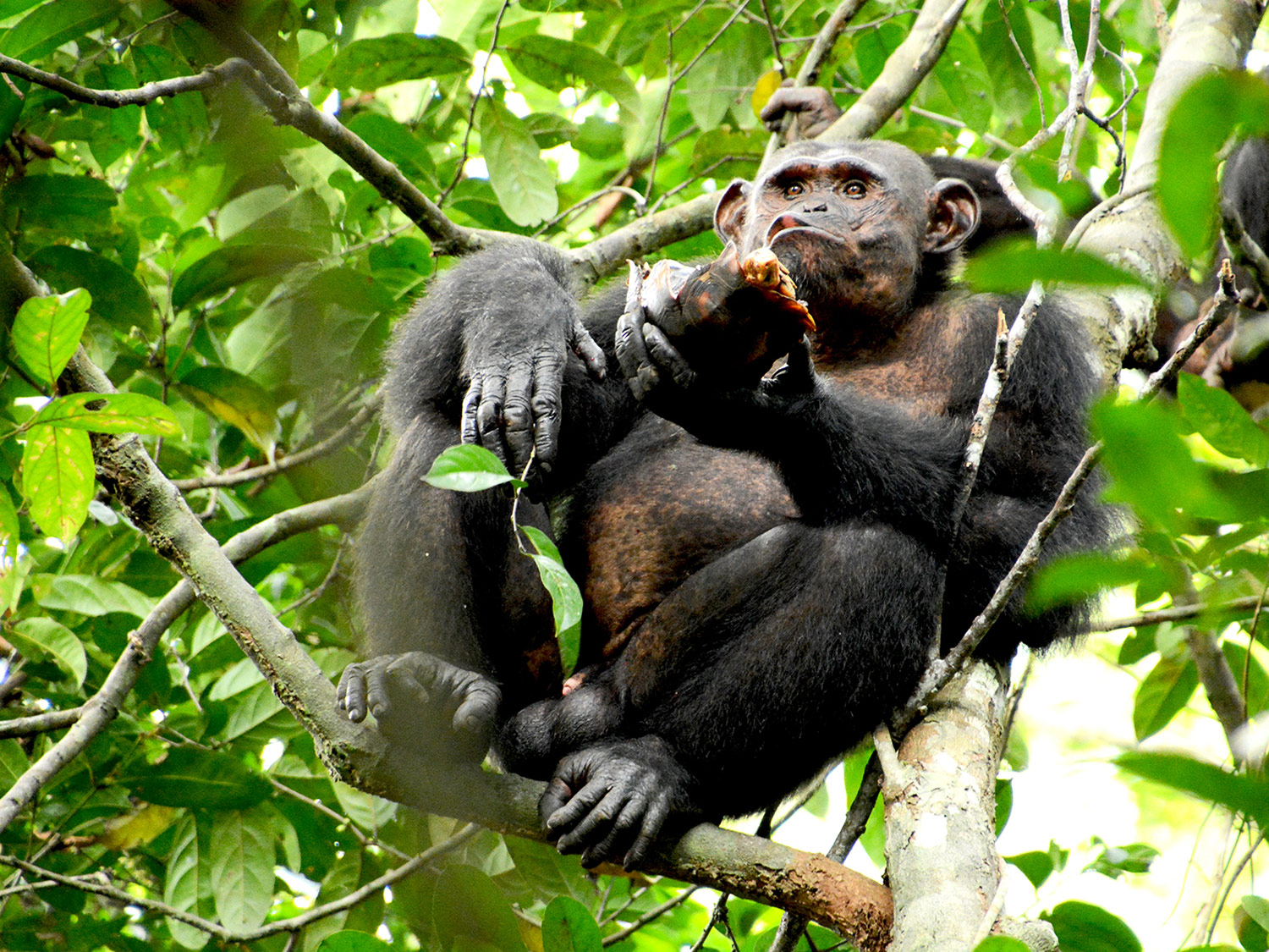 Scientists caught chimps smashing tortoises like walnuts for future snacking