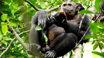 Scientists caught chimps smashing tortoises like walnuts for future snacking