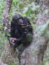 Chimpanzee eating part of a small antelope
