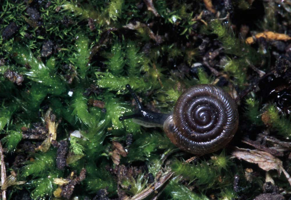snails survival food