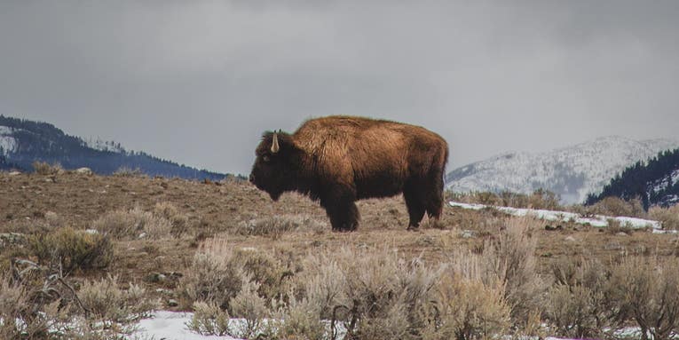 Are we killing off all the wild buffalo that still know how to roam?