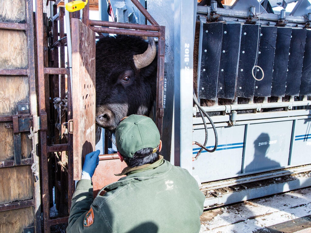 staff send straying bison to slaughter
