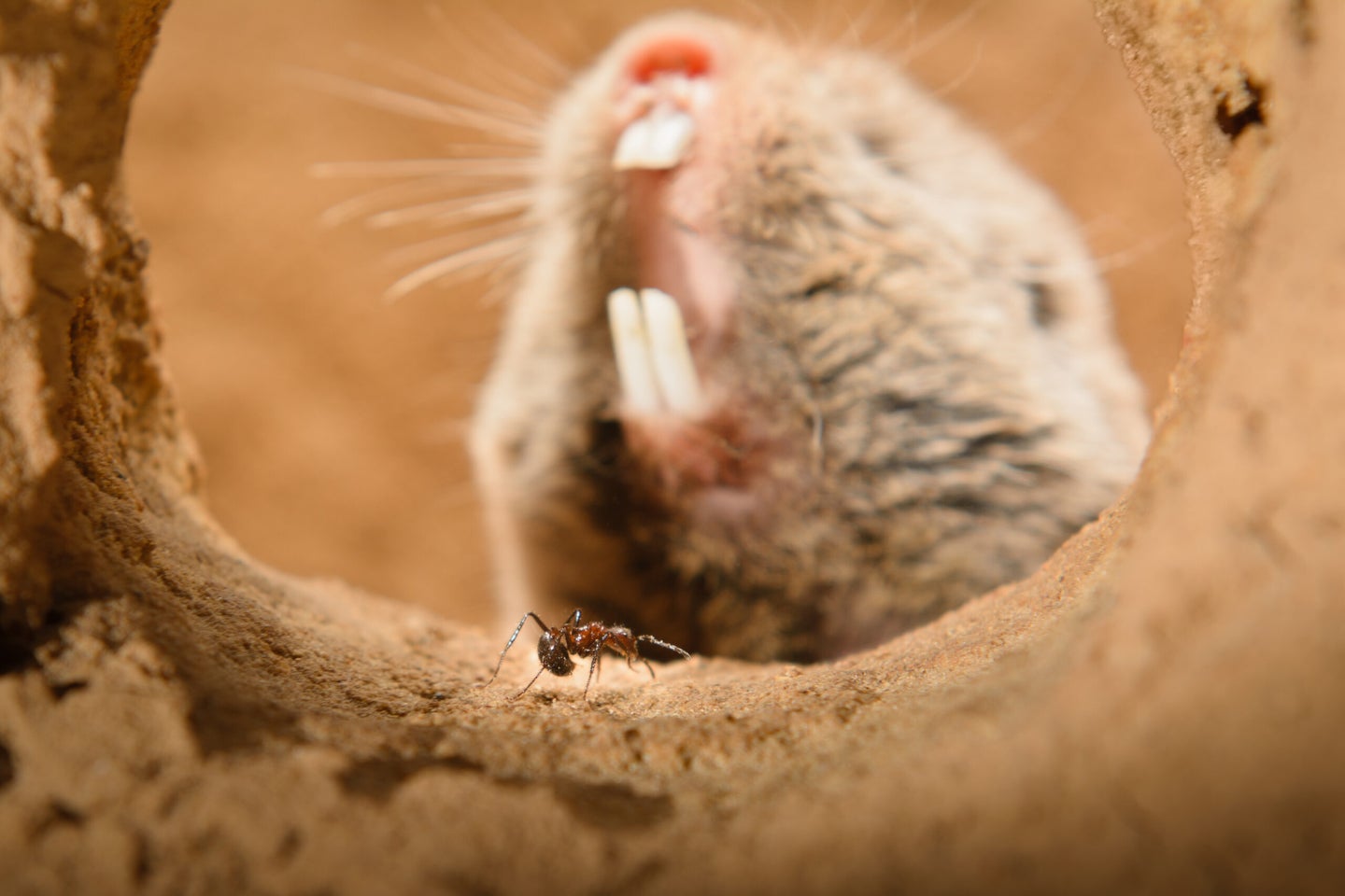 highveld mole rat droptail ant