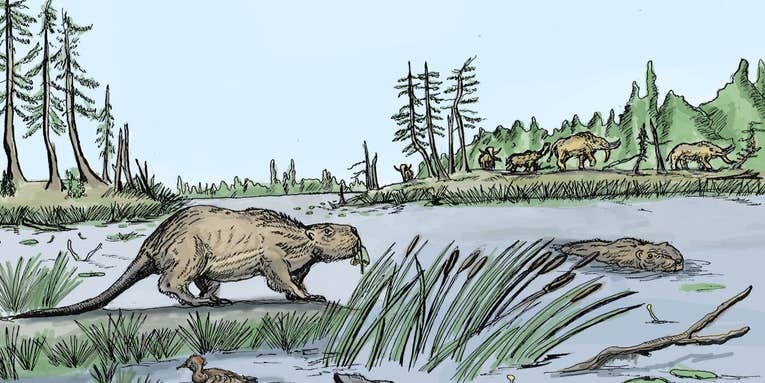 A warming climate spelled doom for giant ice-age beavers