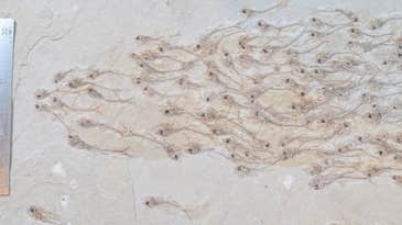 A 50-million-year-old school of fish is etched forever in this rare fossil