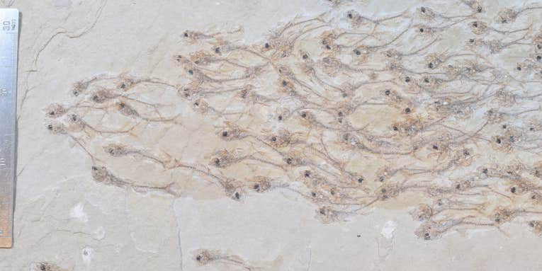 A 50-million-year-old school of fish is etched forever in this rare fossil