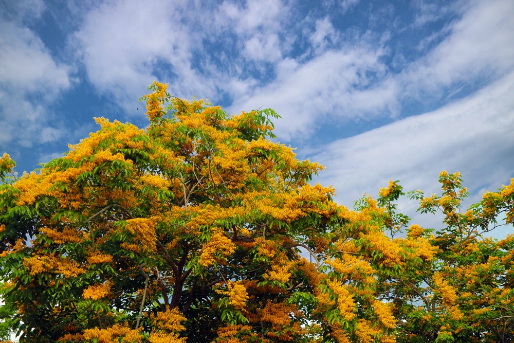 Burma padauk definition a tree of India and Burma yielding a wood resembling mahogany and blue sky background