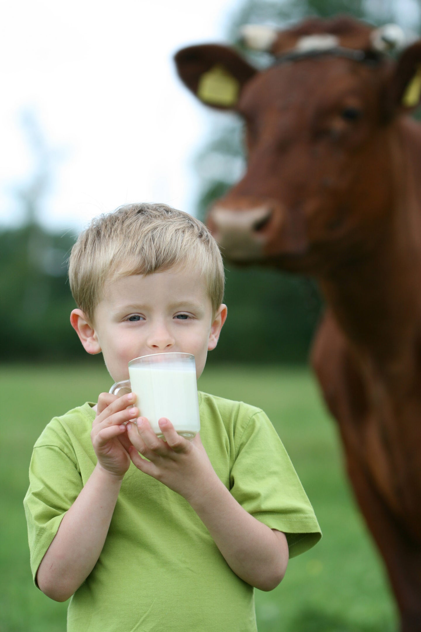 A 4- or 5-year-old boy drinking milk from a glass on a farm, while a cow stands ominously behind him.