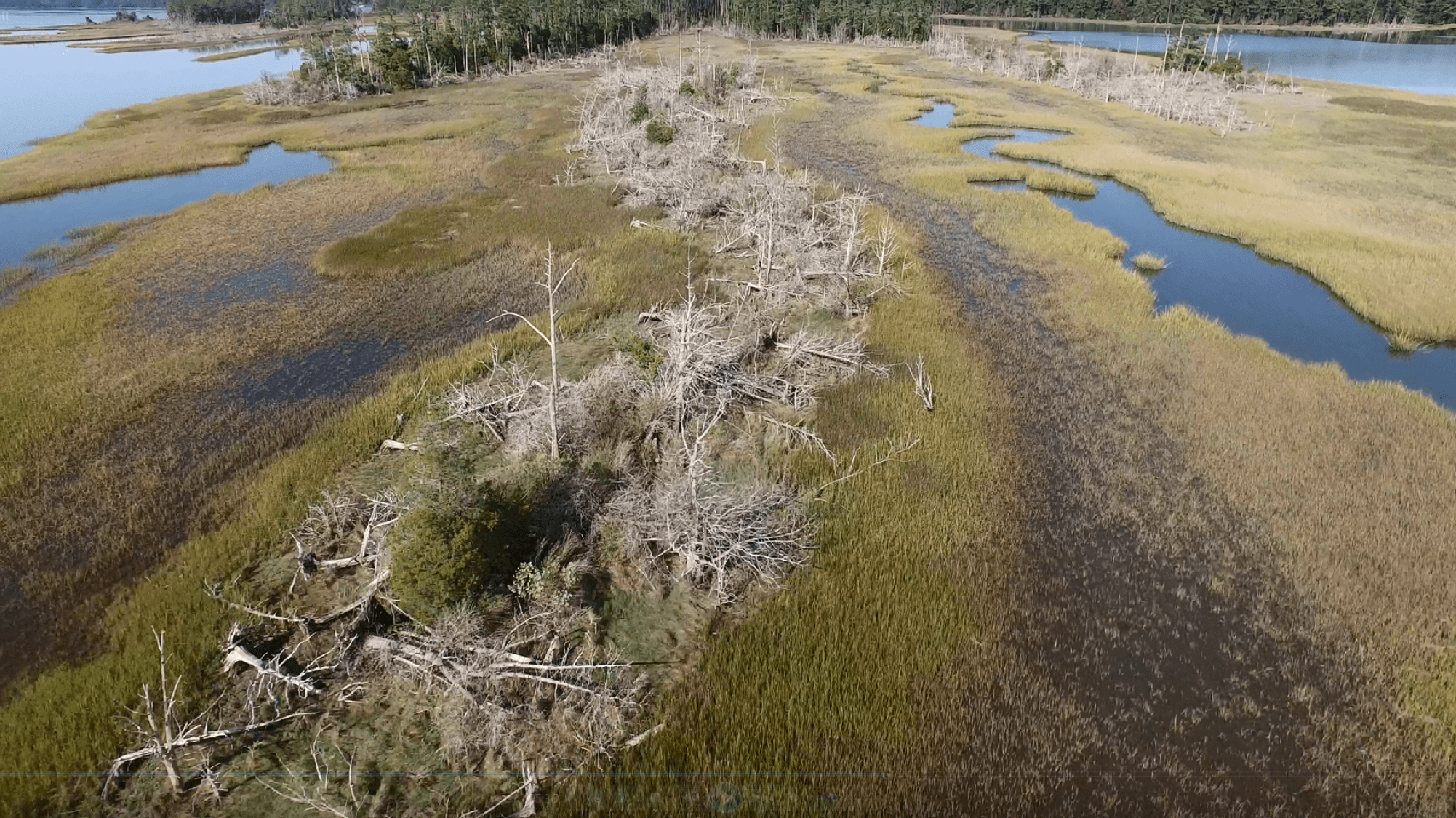 Ghost forests are sprouting up along the Atlantic Coast