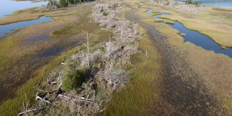 Ghost forests are sprouting up along the Atlantic Coast