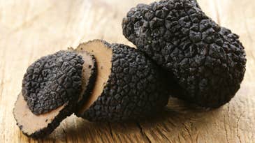 Black truffles are in trouble