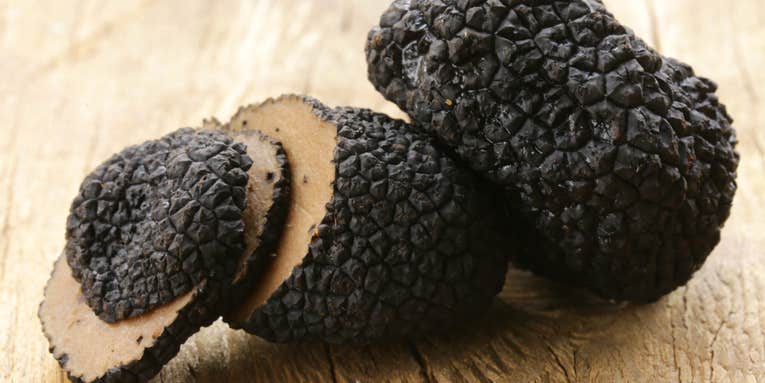 Black truffles are in trouble