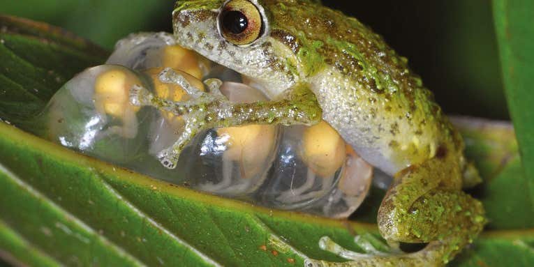 This island is many frogs’ last hope for surviving the world’s deadliest pathogen