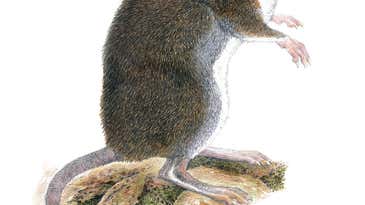 Biologists discovered two new species of shrew rat, no thanks to peanut butter