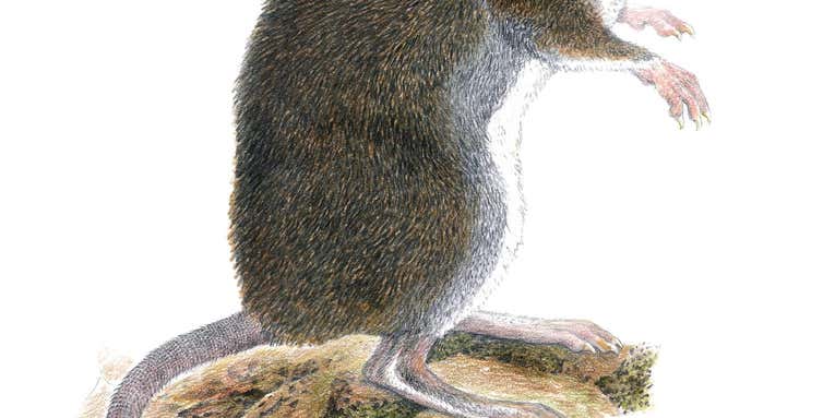 Biologists discovered two new species of shrew rat, no thanks to peanut butter