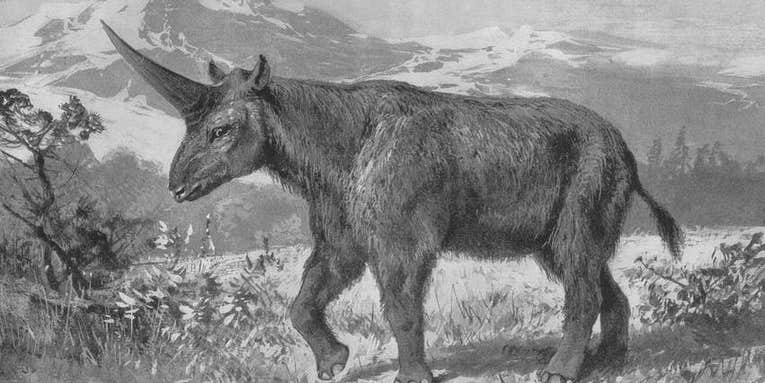 Siberian unicorns lived alongside humans, and they were so much cooler than the mythical version