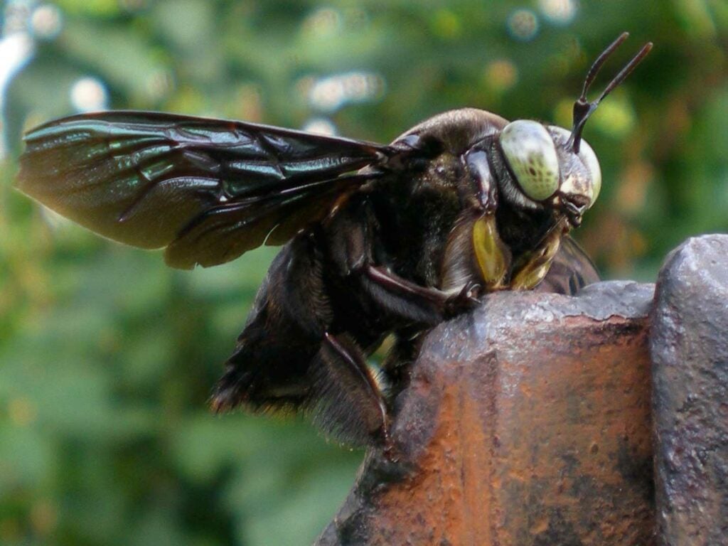 Giant Bornean Carpenter Bee