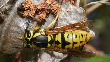 western yellow jacket wasp