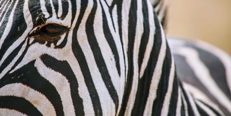 Scientists are still straightening out the history of zebra stripes