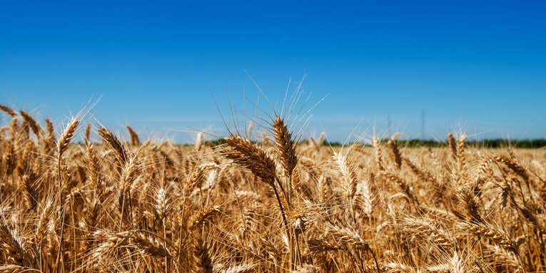 Scientists just debunked a major myth about heirloom wheat
