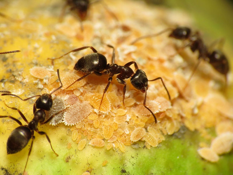 Male ants are pretty much just flying sperm (and other amazing ant facts)