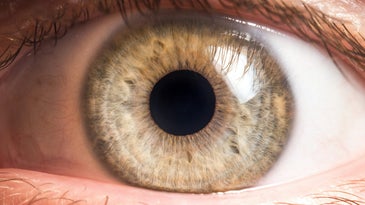 ‘Prob-eye-otics’ could be the future of eye disease treatment