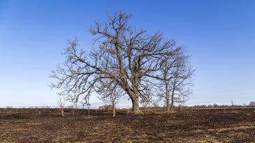Some trees can make droughts worse