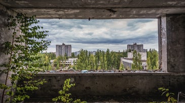 Plants couldn’t run away from Chernobyl—but that’s what saved them