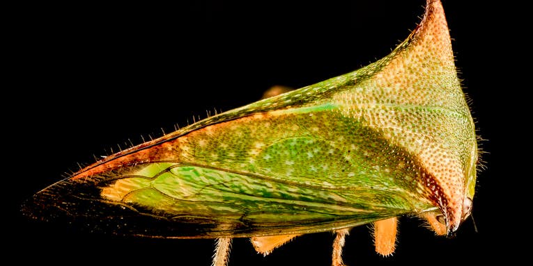 Natural selection can’t explain this bug’s bizarre horn