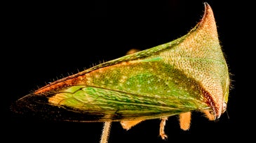 Natural selection can’t explain this bug’s bizarre horn